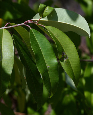 Ozoroa obovata (Broad-leaved resin tree)