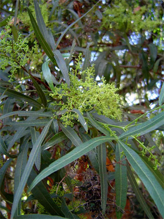Searsia lancea (Karee)