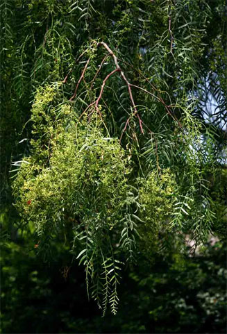 Schinus molle (Pepper Tree)
