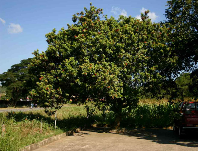 Schinus terebinthifolius (Brazilian pepper tree)