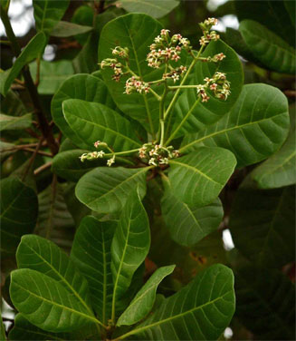 Anacardium occidentale (Cashew)