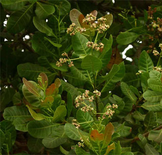 Anacardium occidentale (Cashew)