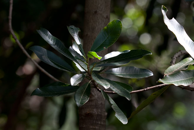 Protorhus longifolia (Red beech)