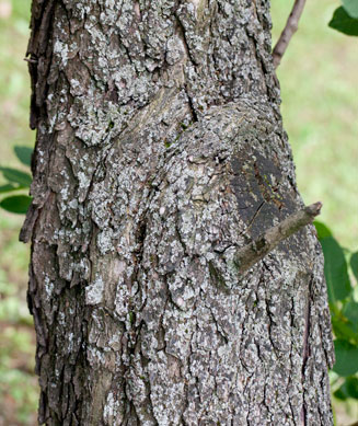 Cotinus coggygria (Smoke Tree)