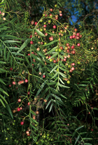 Schinus molle (Pepper Tree)