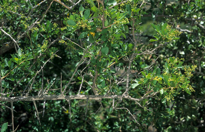 Searsia longispina 