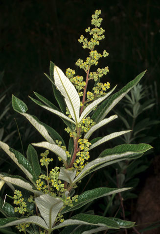 Searsia discolor (Grassveld Currant)
