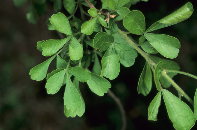 Searsia pentheri 