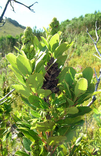 Laurophyllus capensis