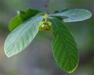 Friesodielsia obovata (Northern dwaba-berry)