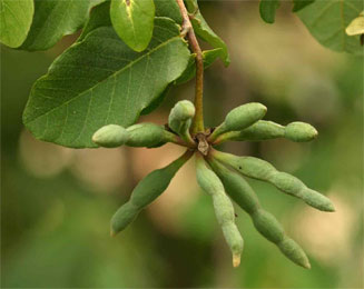Friesodielsia obovata (Northern dwaba-berry)