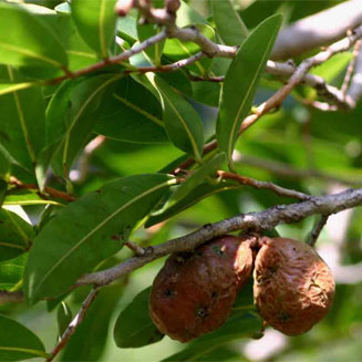 Hexalobus monopetalus (Baboon's breakfast, Shakama plum)