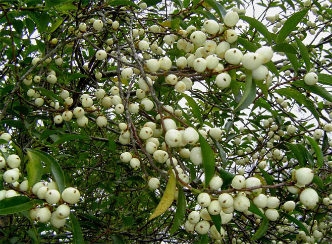 Aphloia theiformis (Albino-berry, Mountain peach)
