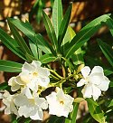 Nerium oleander 'Alba'