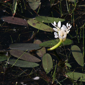 Aponogeton distachyos (Cape pondweed)