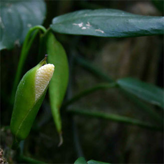 Culcasia falcifolia