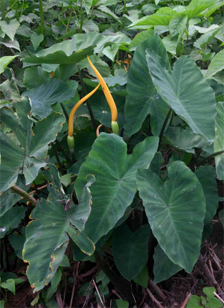 Colocasia esculenta (Elephant's ear, Taro potato, Cocoyam)
