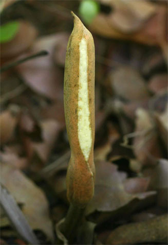Stylochaeton puberulus
