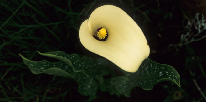 Zantedeschia albomaculata