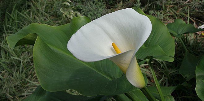 Zantedeschia aethiopica (Arum lily, Calla lily)