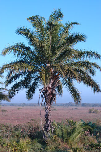 Elaeis guineensis (Oil palm)