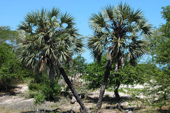 Hyphaene coriacea (Lala palm)