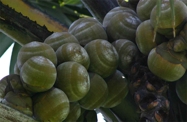 Borassus aethiopum (Borassus palm, African fan palm, Selati palm)