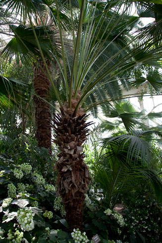 Livistona australis (Australian cabbage palm)