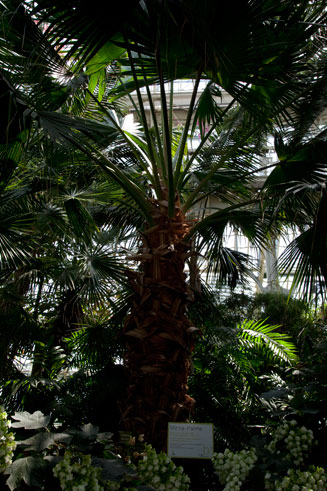 Livistona chinensis (Chinese fountain palm)