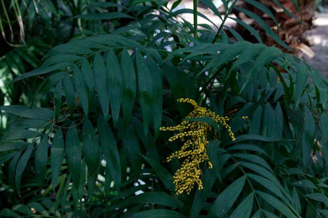 Chamaedorea elegans (Parlor palm)