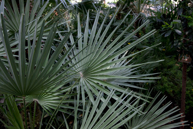 Chamaerops humilis (European fan palm)