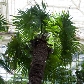 Trachycarpus fortunei (Windmill palm)