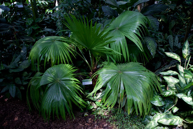 Livistona rotundifolia (Serdang)