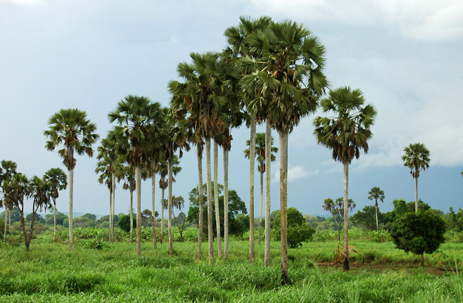 Borassus aethiopum (Borassus palm, African fan palm, Selati palm)