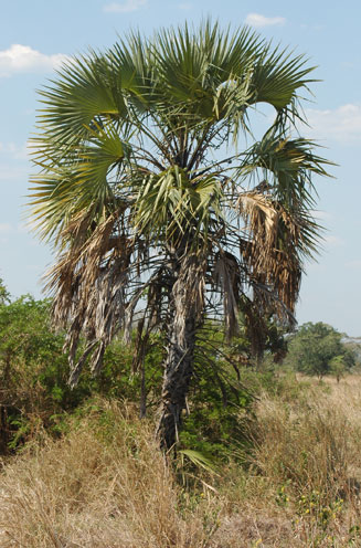 Hyphaene petersiana (Northern lala palm, Real fan palm, Vegetable ivory palm)