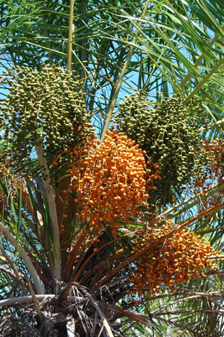 Phoenix reclinata (Wild date palm)