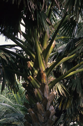 Corypha umbraculifera (Talipot palm)