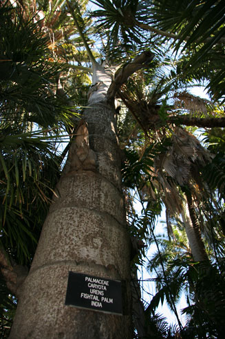 Caryota urens (Fishtail palm)