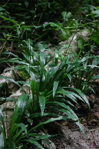 Chlorophytum comosum (Hen and chickens, Spider plant)