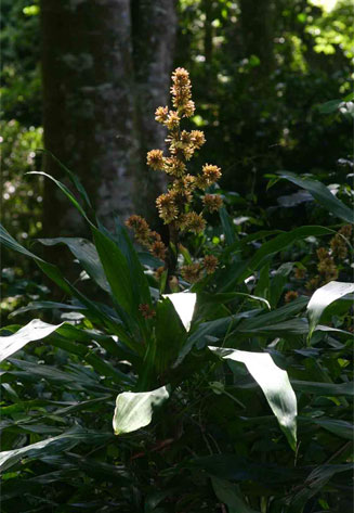 Dracaena fragrans (Cornstalk dracaena)