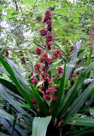 Dracaena fragrans (Cornstalk dracaena)