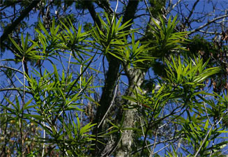 Dracaena mannii (Small-leaved dragon-tree)