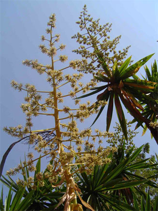 Dracaena steudneri (Northern large-leaved dragon-tree)