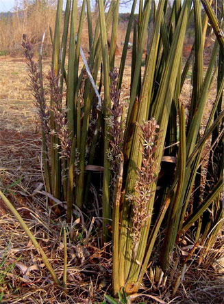 Sansevieria pearsonii