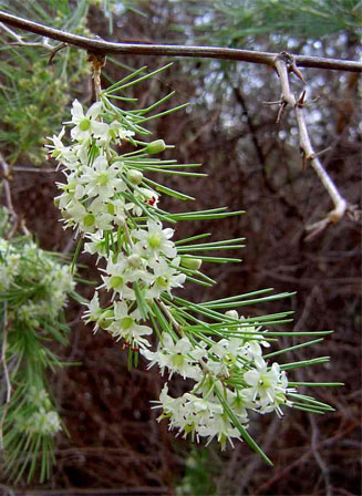 Asparagus laricinus 