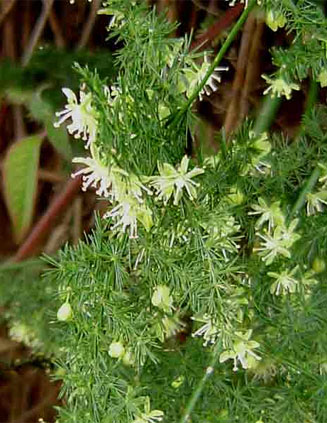 Asparagus setaceus 