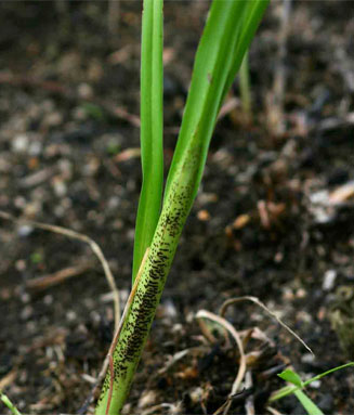 Chlorophytum galpinii