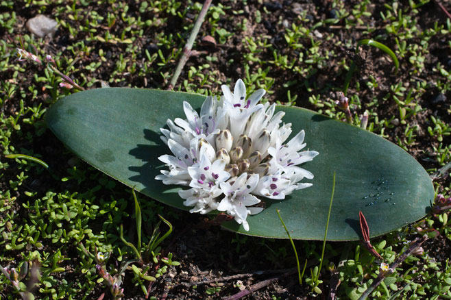 Polyxena ensifolia