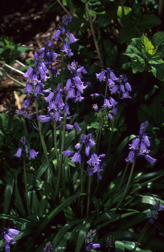 Genus: Hyacinthoides (bluebell genus)