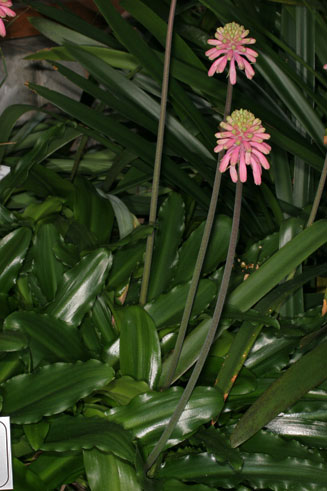 Veltheimia bracteata